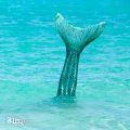 New Mermaid Tail Photos – FinFriends
