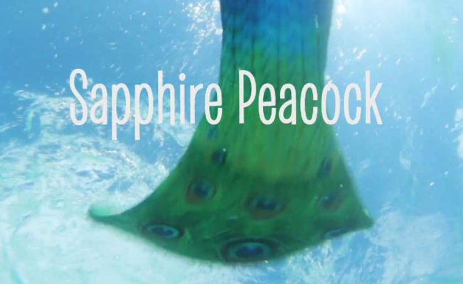 Sapphire Peacock- New Fin Fun Limited Edition Tail